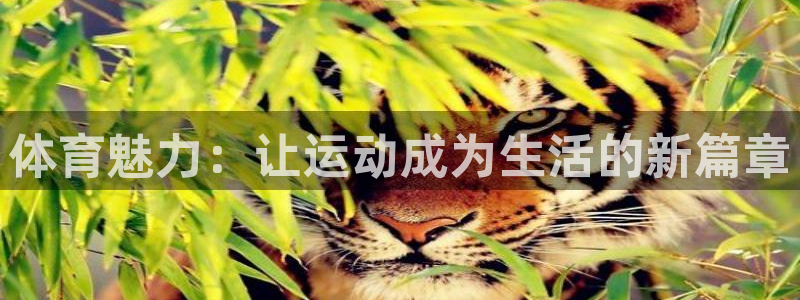 2024体育比赛：体育魅力：让运动成为生活的新篇章
