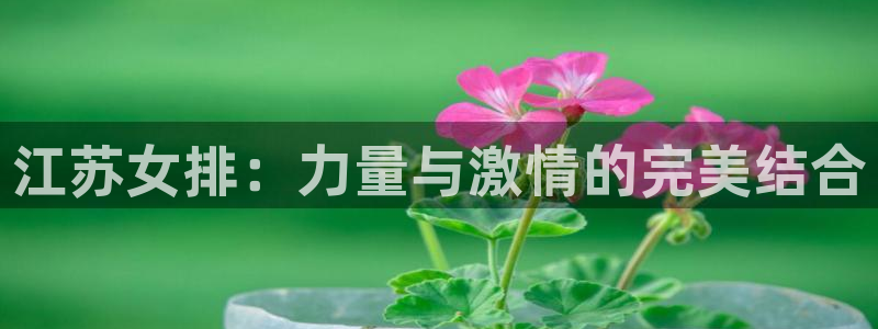 24体育：江苏女排：力量与激情的完美结合
